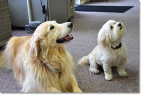 D&G Heating and Cooling's dogs: Sancho and Bogey